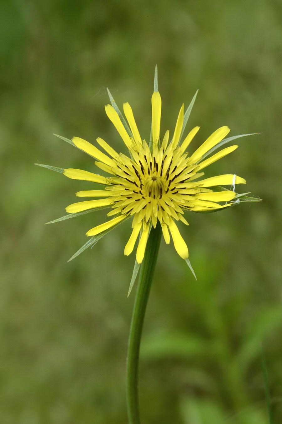 Tragopogon dubius / Barba di Becco a tromba